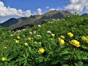 31 Boton d'oro e anemoni narcissini con vista su Tre Pizzi e Monte Spondone 